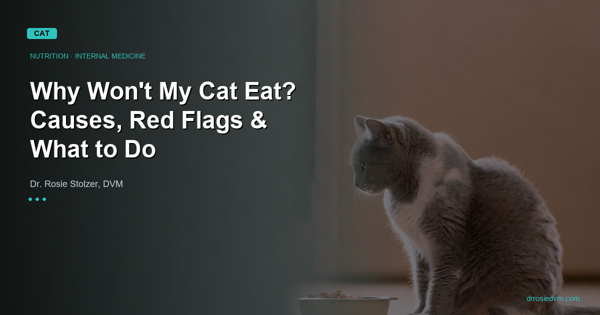 Why Won't My Cat Eat? Causes, Red Flags, and What to Do
