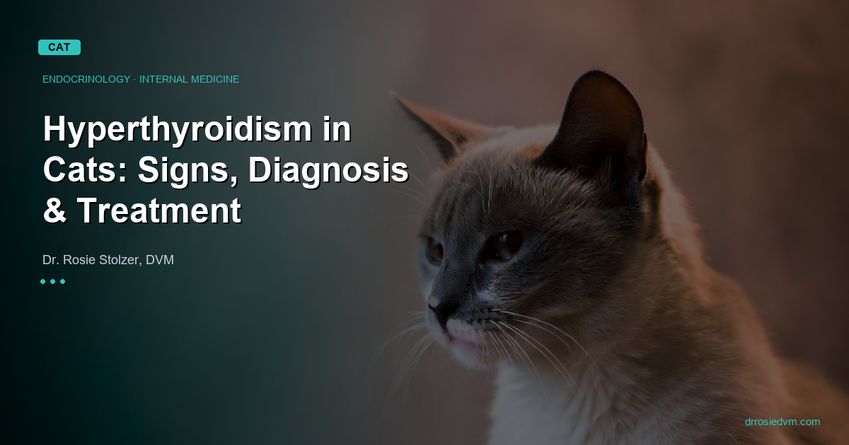 Hyperthyroidism in Cats: Signs, Diagnosis, and All Four Treatment Options